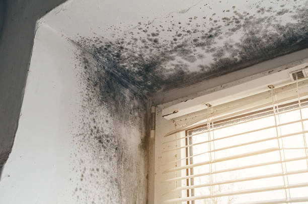 Affordable Mold Cleanup solutions in Middletown, VA
